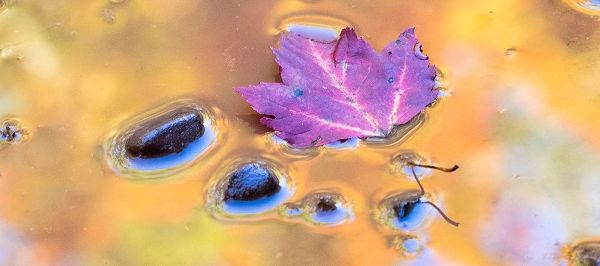 US-Michigan-Upper Peninsula Leaf and rocks in pond with autumn colors reflection